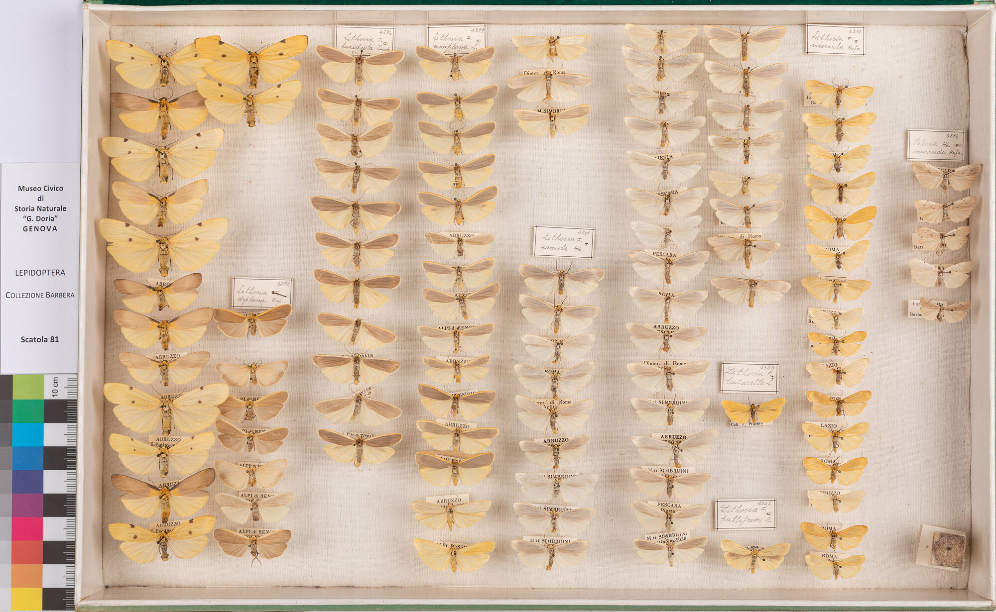 Scatola di farfalle (insieme)