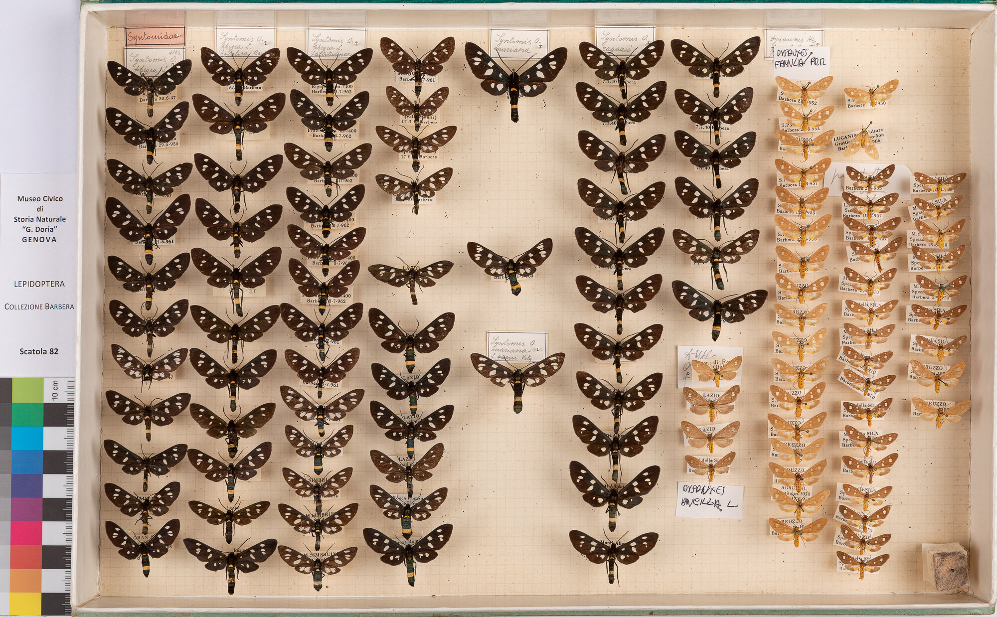 Scatola di farfalle (insieme)