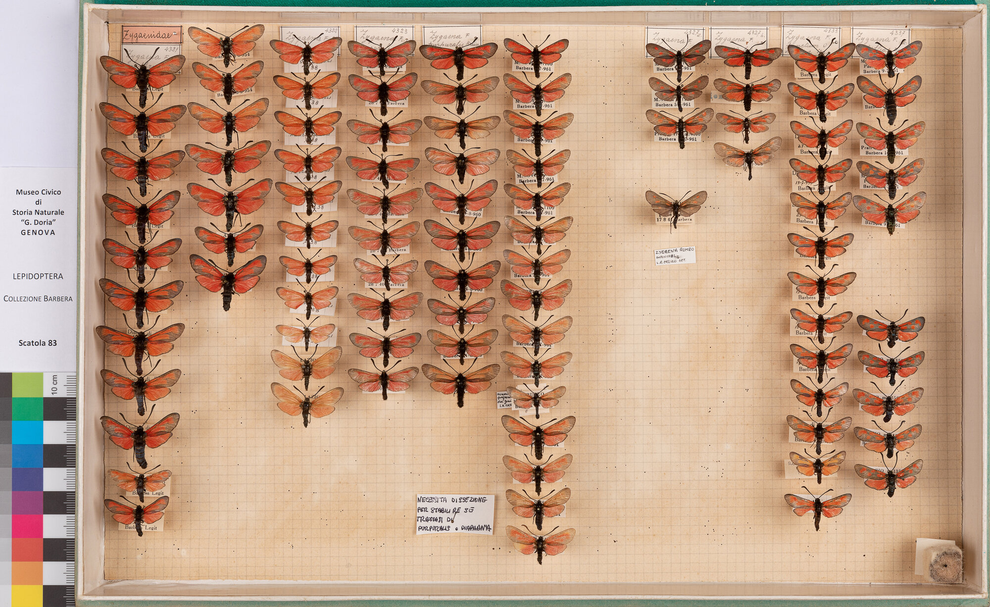 Scatola di farfalle (insieme)