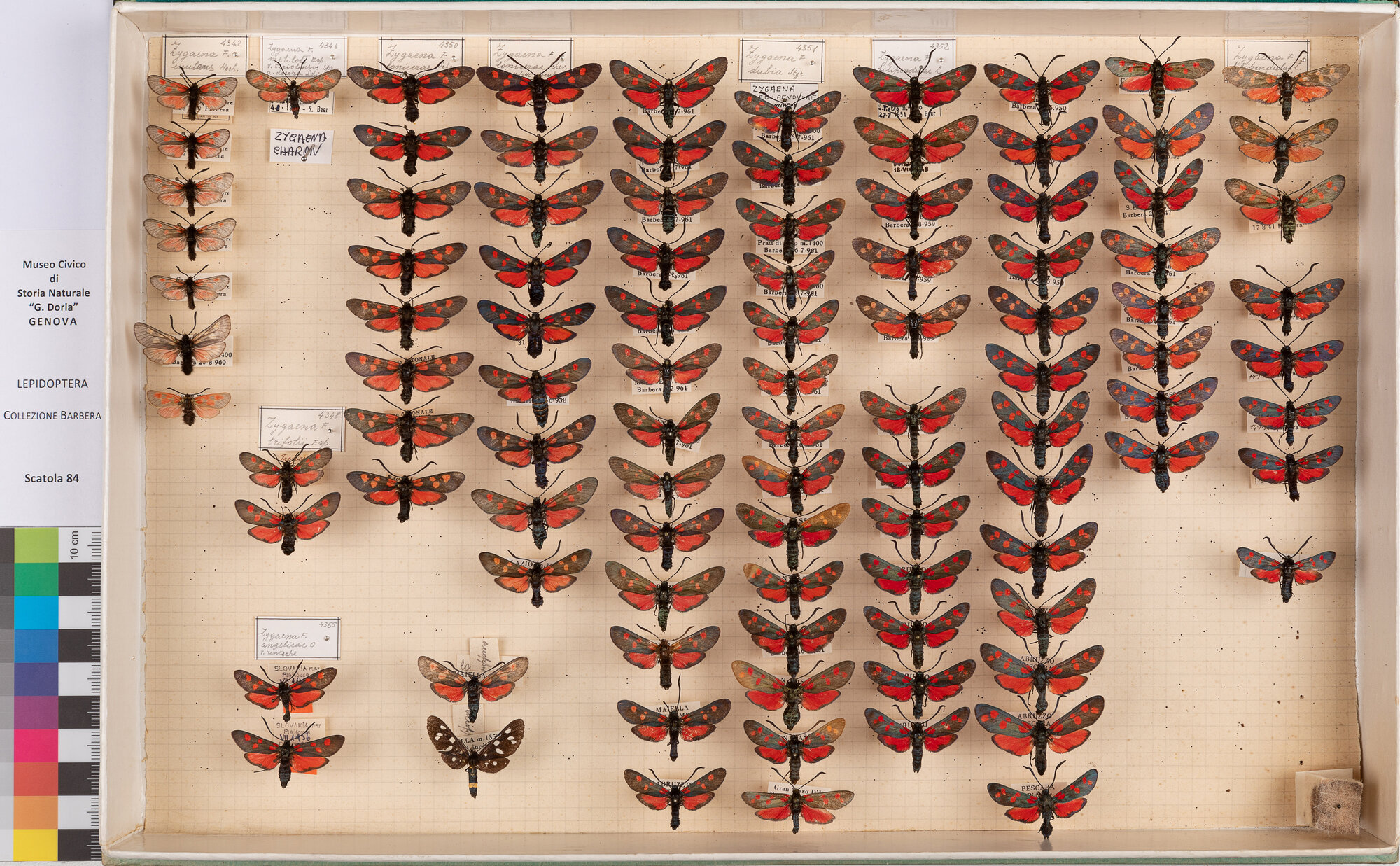 Scatola di farfalle (insieme)