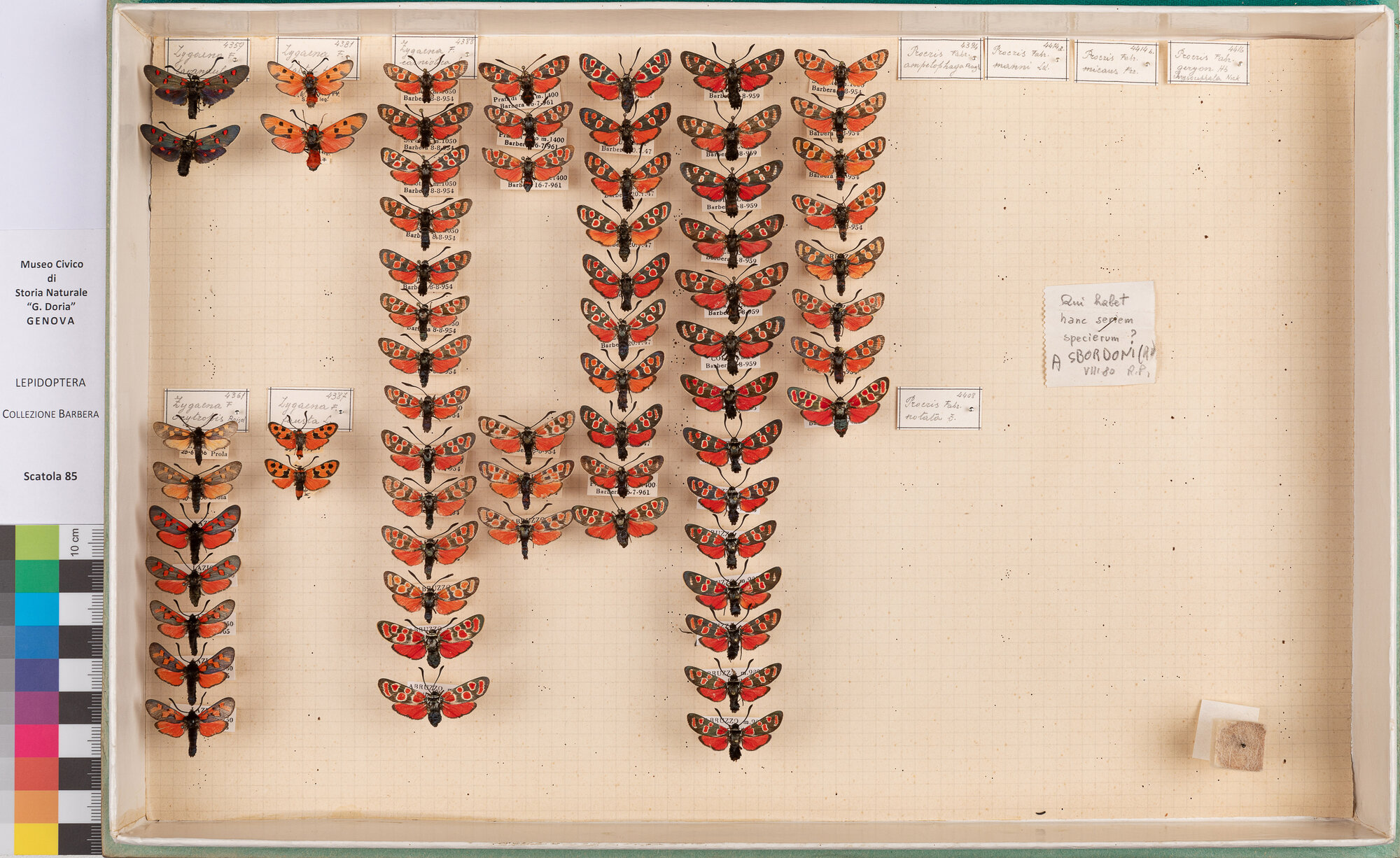 Scatola di farfalle (insieme)