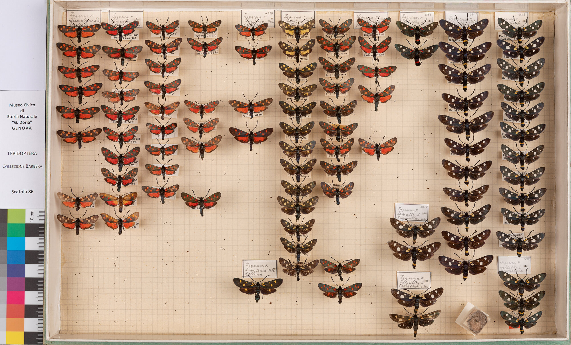 Scatola di farfalle (insieme)