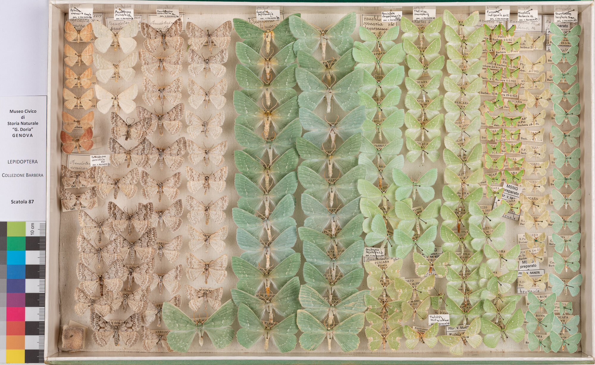 Scatola di farfalle (insieme)