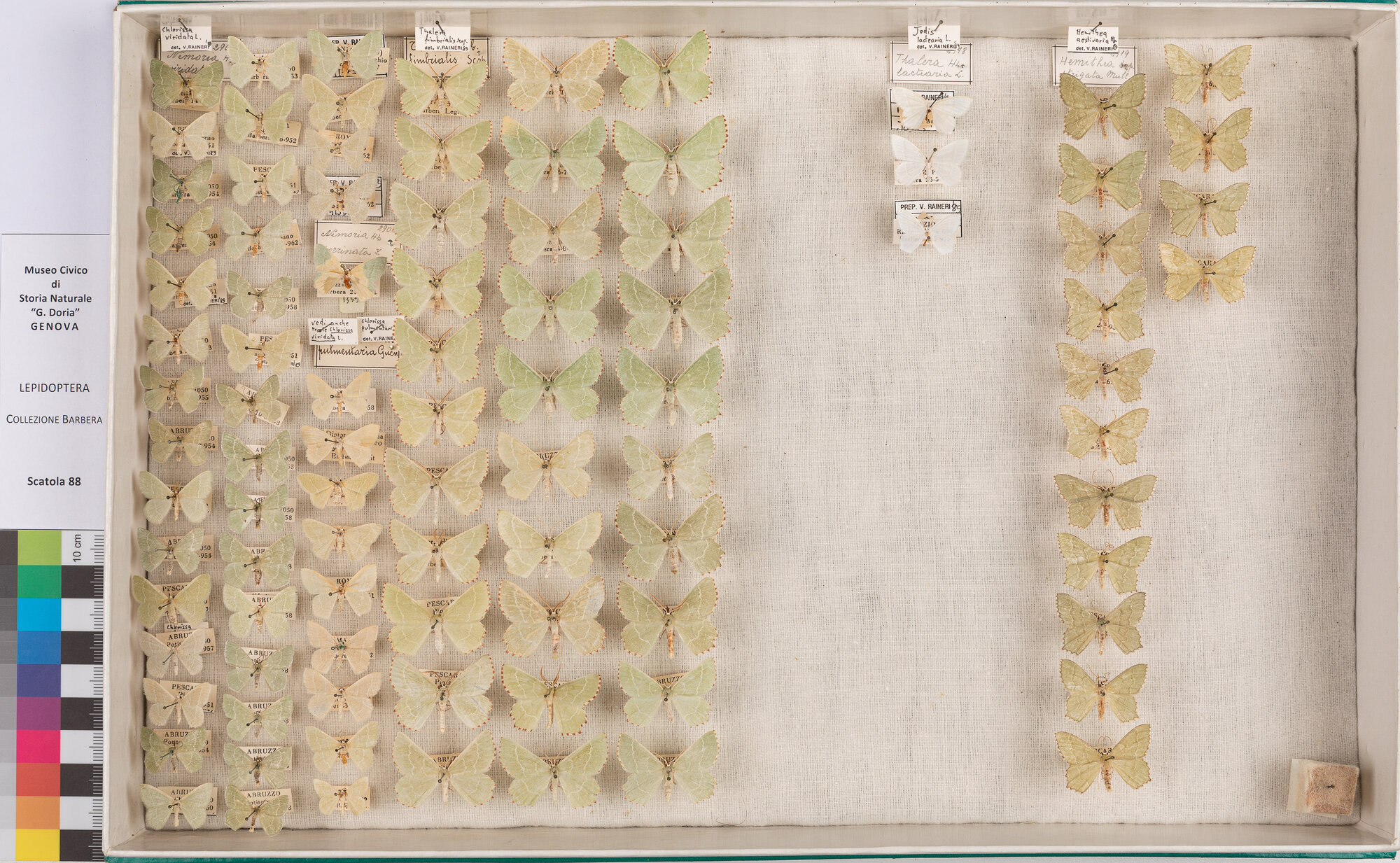 Scatola di farfalle (insieme)