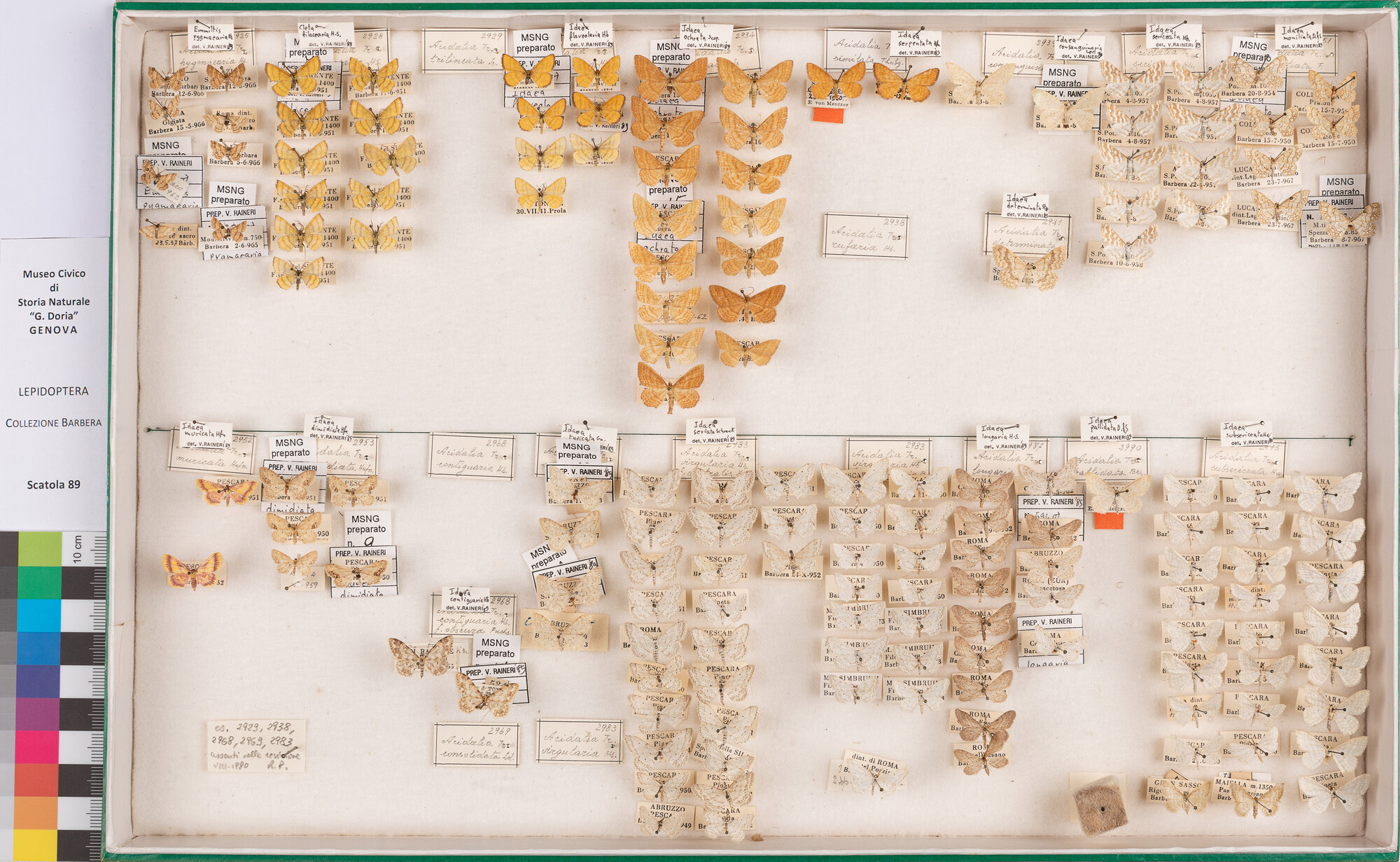 Scatola di farfalle (insieme)