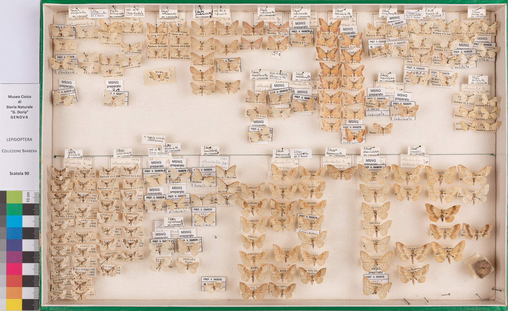 Scatola di farfalle (insieme)