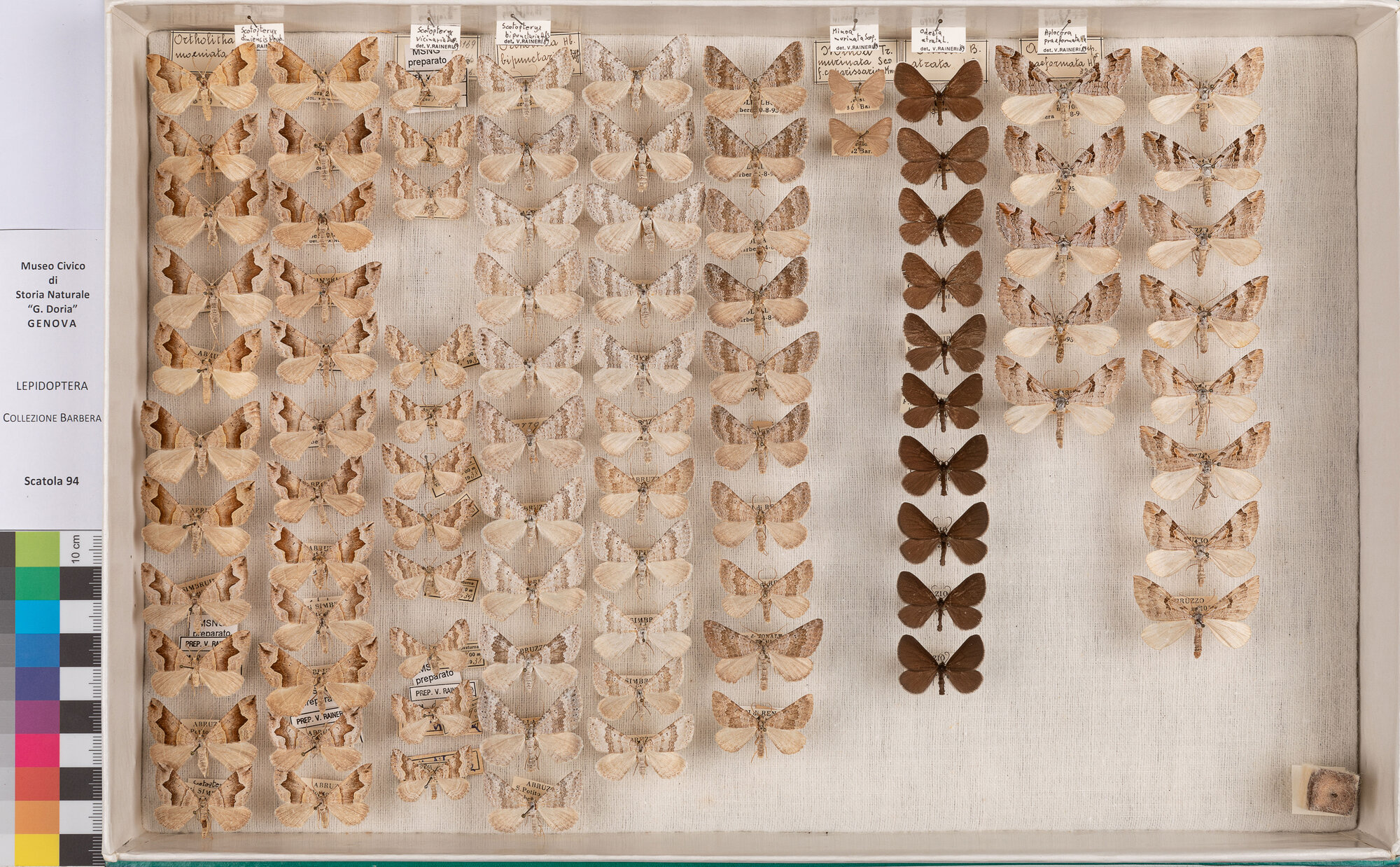 Scatola di farfalle (insieme)