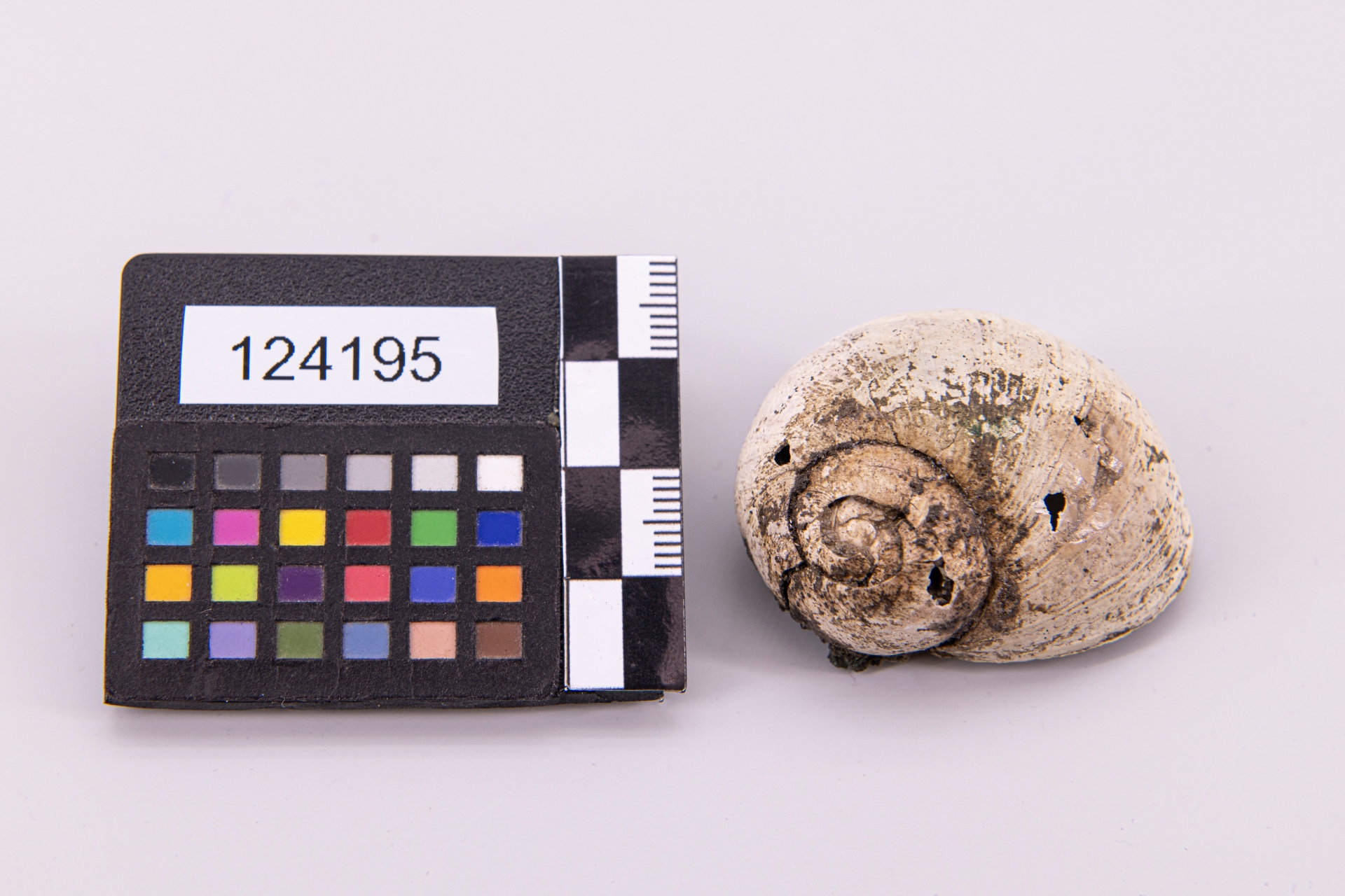 anello (sec. VII a.C)