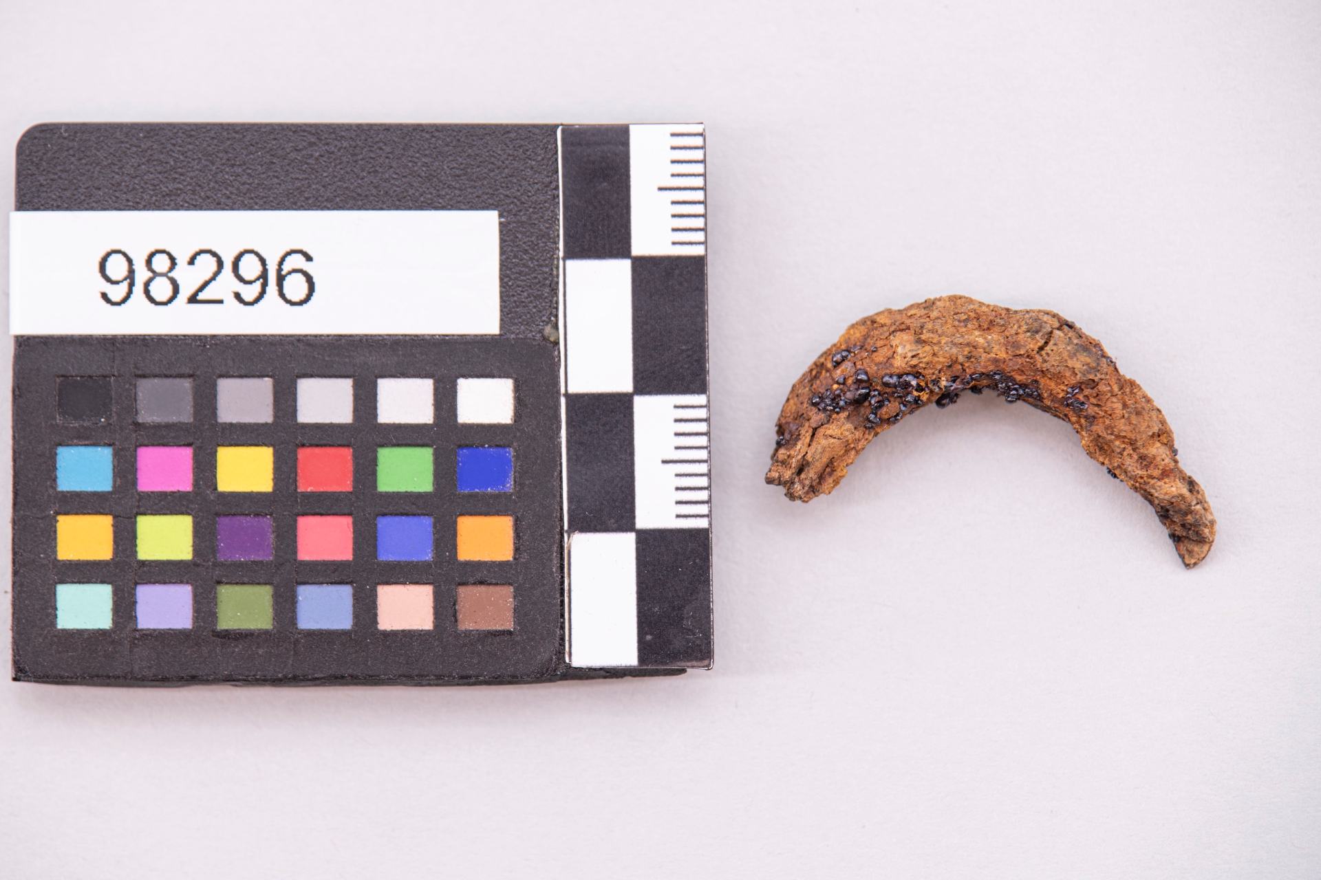 fibula - ampiamente diffuso (sec. VI a.C)