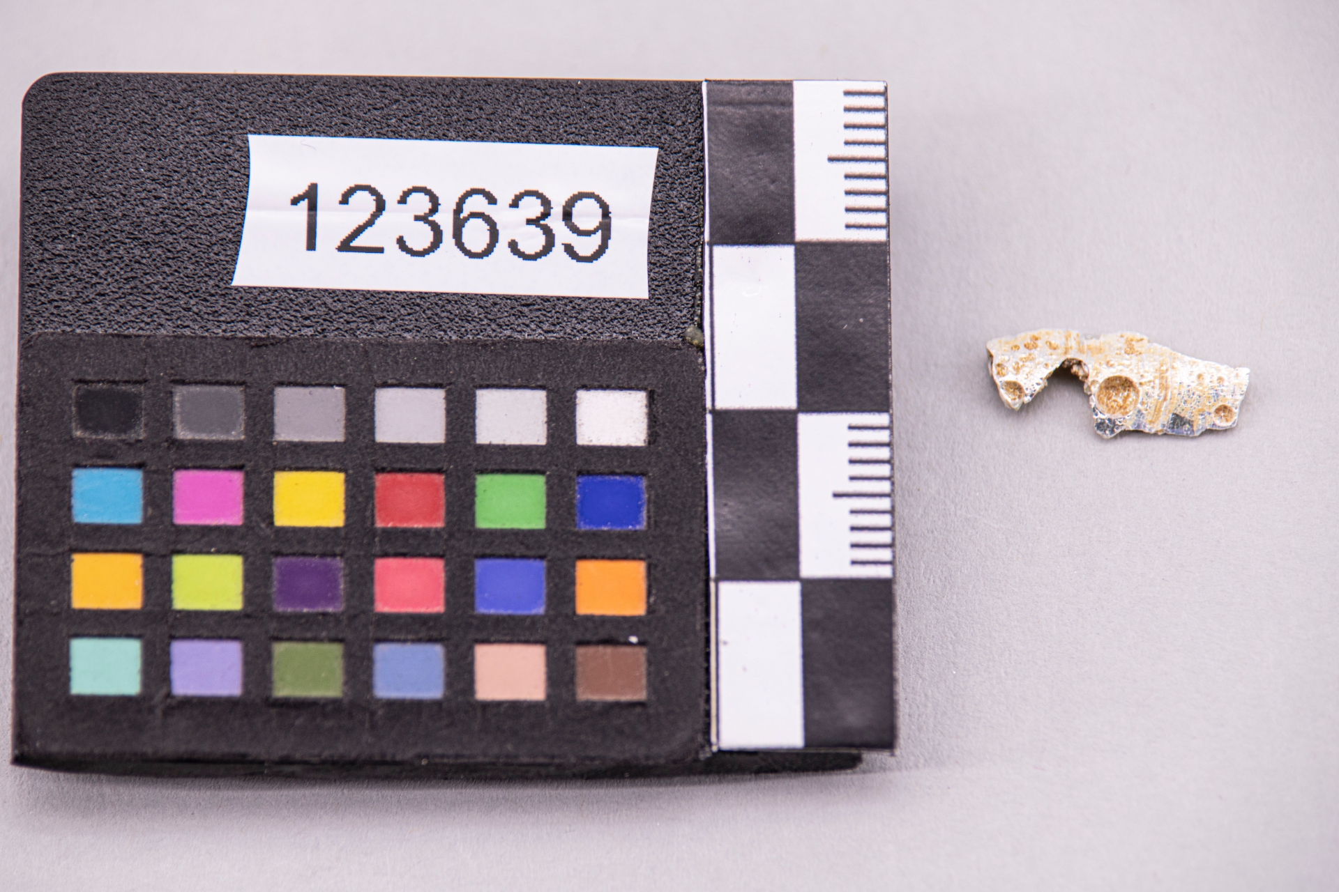 GIOIELLI E MONILI/ perla a occhi (sec. VII a.C)