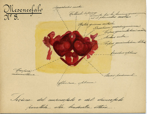Mesencefalo N° 8, Istologia (disegno) di Baroni, Pasquale (attribuito) - ambito torinese (XIX-XX)