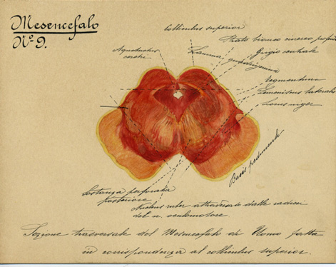 Mesencefalo N° 9, Istologia (disegno) di Baroni, Pasquale (attribuito) - ambito torinese (XIX-XX)