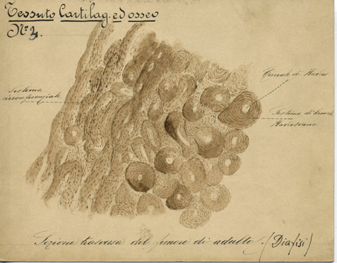 Tessuto cartilagineo ed osseo N° 3, Istologia (disegno) di Baroni, Pasquale (attribuito) - ambito torinese (XIX-XX)