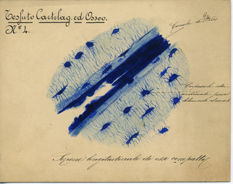 Tessuto cartilagineo ed osseo N° 4, Istologia (disegno) di Baroni, Pasquale (attribuito) - ambito torinese (XIX-XX)