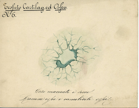 Tessuto cartilagineo ed osseo N° 6, Istologia (disegno) di Baroni, Pasquale (attribuito) - ambito torinese (XIX-XX)