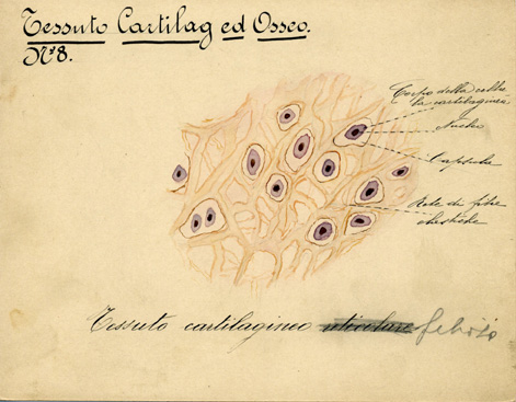 Tessuto cartilagineo ed osseo N° 8, Istologia (disegno) di Baroni, Pasquale (attribuito) - ambito torinese (XIX-XX)