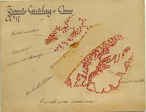 Tessuto cartilagineo ed osseo N° 17, Istologia (disegno) di Baroni, Pasquale (attribuito) - ambito torinese (XIX-XX)