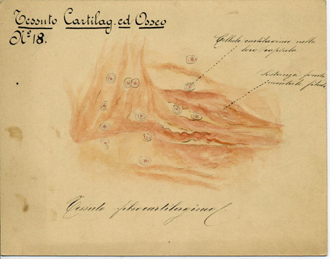 Tessuto cartilagineo ed osseo N° 18, Istologia (disegno) di Baroni, Pasquale (attribuito) - ambito torinese (XIX-XX)