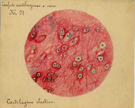 Tessuto cartilagineo ed osseo N° 21, Istologia (disegno) di Baroni, Pasquale (attribuito) - ambito torinese (XIX-XX)