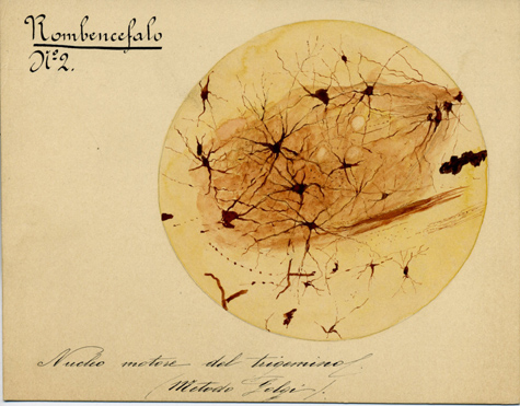 Rombencefalo N° 2, Istologia (disegno) di Baroni, Pasquale (attribuito) - ambito torinese (XIX-XX)