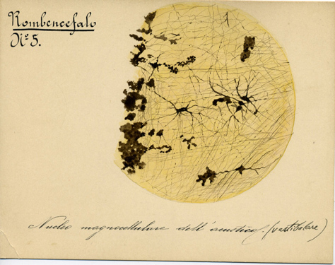 Rombencefalo N° 5, Istologia (disegno) di Baroni, Pasquale (attribuito) - ambito torinese (XIX-XX)