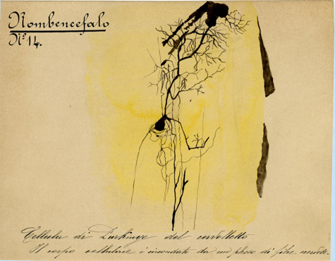 Rombencefalo N° 14, Istologia (disegno) di Baroni, Pasquale (attribuito) - ambito torinese (XIX-XX)