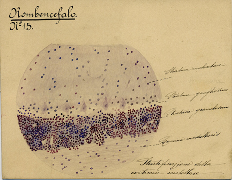 Rombencefalo N° 15, Istologia (disegno) di Baroni, Pasquale (attribuito) - ambito torinese (XIX-XX)