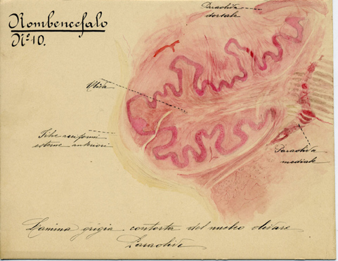 Rombencefalo N° 10, Istologia (disegno) di Baroni, Pasquale (attribuito) - ambito torinese (XIX-XX)