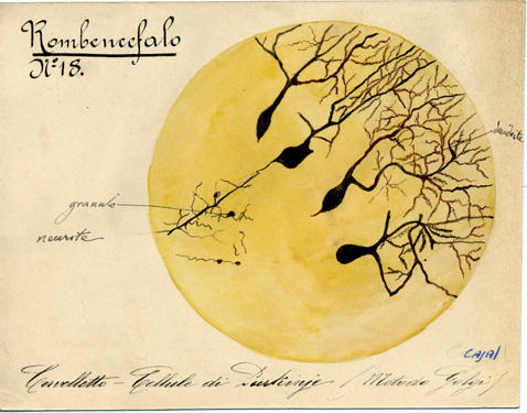 Rombencefalo N° 18, Istologia (disegno) di Baroni, Pasquale (attribuito) - ambito torinese (XIX-XX)
