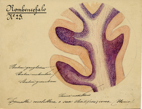 Rombencefalo N° 23, Istologia (disegno) di Baroni, Pasquale (attribuito) - ambito torinese (XIX-XX)