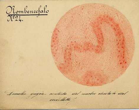 Rombencefalo N° 24, Istologia (disegno) di Baroni, Pasquale (attribuito) - ambito torinese (XIX-XX)