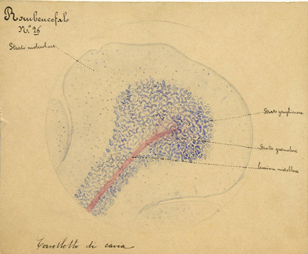 Rombencefalo N° 26, Istologia (disegno) di Baroni, Pasquale (attribuito) - ambito torinese (XIX-XX)
