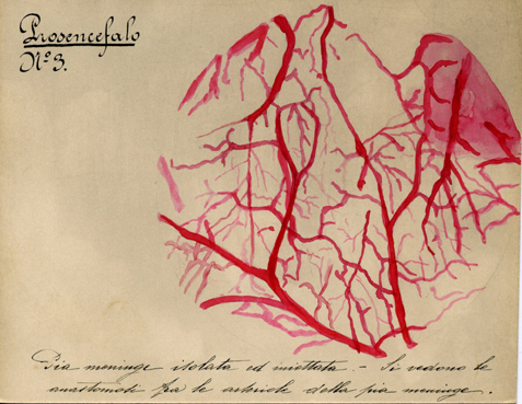 Prosencefalo N° 3, Istologia (disegno) di Baroni, Pasquale (attribuito) - ambito torinese (XIX-XX)