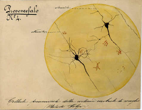 Prosencefalo N° 4, Istologia (disegno) di Baroni, Pasquale (attribuito) - ambito torinese (XIX-XX)