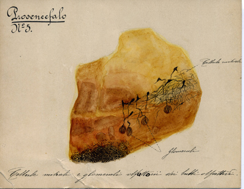 Prosencefalo N° 5, Istologia (disegno) di Baroni, Pasquale (attribuito) - ambito torinese (XIX-XX)