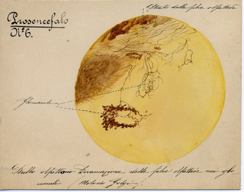 Prosencefalo N° 6, Istologia (disegno) di Baroni, Pasquale (attribuito) - ambito torinese (XIX-XX)