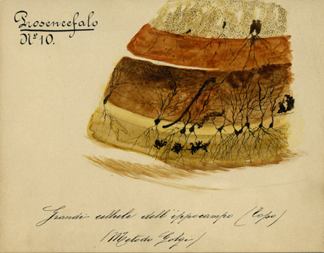 Prosencefalo N° 10, Istologia (disegno) di Baroni, Pasquale (attribuito) - ambito torinese (XIX-XX)