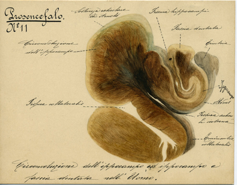 Prosencefalo N° 11, Istologia (disegno) di Baroni, Pasquale (attribuito) - ambito torinese (XIX-XX)