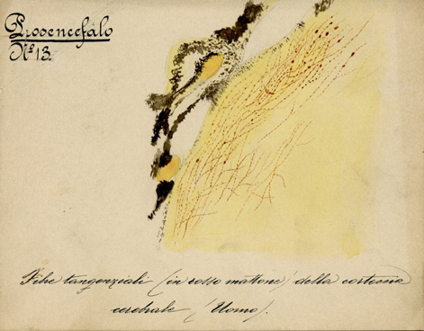 Prosencefalo N° 13, Istologia (disegno) di Baroni, Pasquale (attribuito) - ambito torinese (XIX-XX)