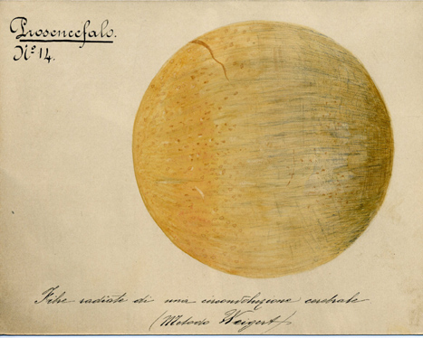 Prosencefalo N° 14, Istologia (disegno) di Baroni, Pasquale (attribuito) - ambito torinese (XIX-XX)