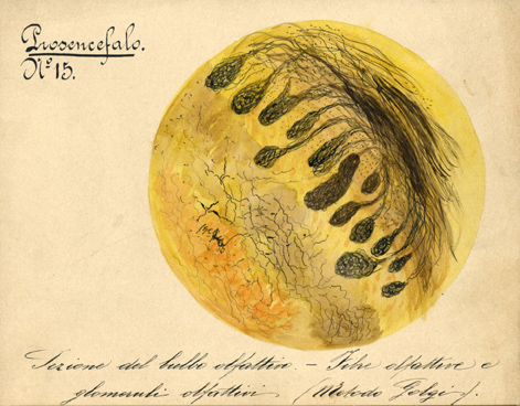 Prosencefalo N° 15, Istologia (disegno) di Baroni, Pasquale (attribuito) - ambito torinese (XIX-XX)
