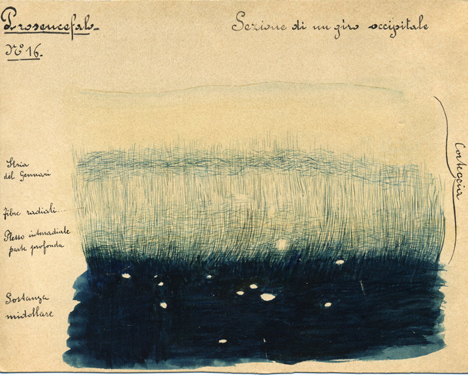 Prosencefalo N° 16, Istologia (disegno) di Baroni, Pasquale (attribuito) - ambito torinese (XIX-XX)
