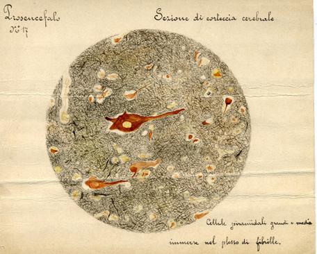 Prosencefalo N° 17, Istologia (disegno) di Baroni, Pasquale (attribuito) - ambito torinese (XIX-XX)