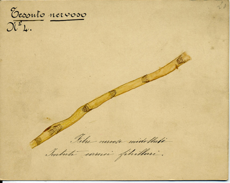 Sistema nervoso N° 4, Istologia (disegno) di Baroni, Pasquale (attribuito) - ambito torinese (XIX-XX)