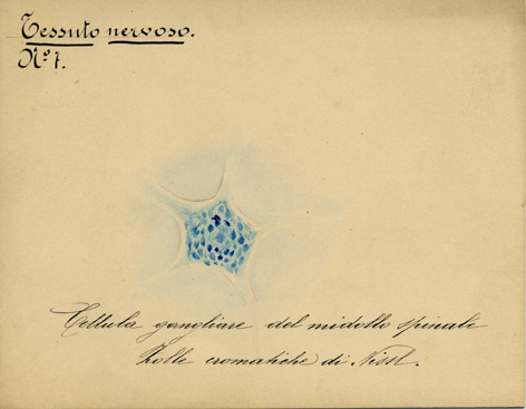 Sistema nervoso N° 7, Istologia (disegno) di Baroni, Pasquale (attribuito) - ambito torinese (XIX-XX)