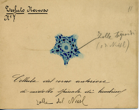 Sistema Nervoso N° 7, Istologia (disegno) di Baroni, Pasquale (attribuito) - ambito torinese (XIX-XX)