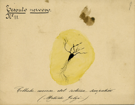 Sistema nervoso N° 11, Istologia (disegno) di Baroni, Pasquale (attribuito) - ambito torinese (XIX-XX)