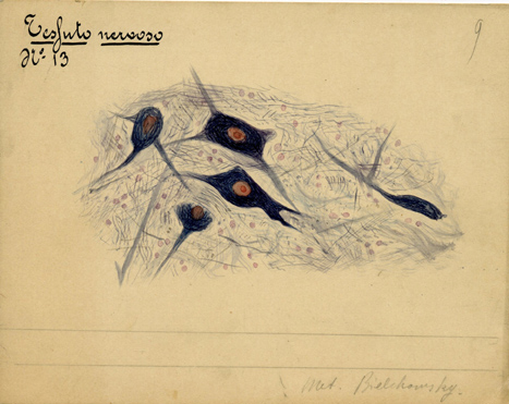 Sistema nervoso N° 13, Istologia (disegno) di Baroni, Pasquale (attribuito) - ambito torinese (XIX-XX)