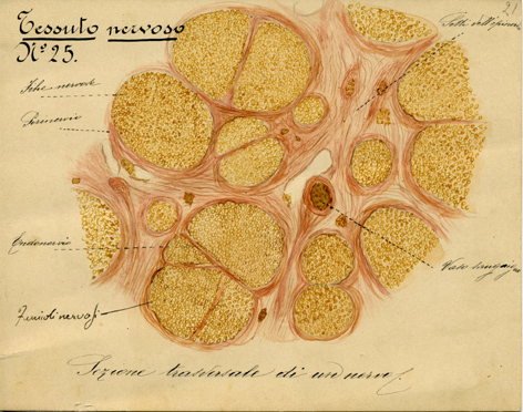 Sistema nervoso N° 25, Istologia (disegno) di Baroni, Pasquale (attribuito) - ambito torinese (XIX-XX)