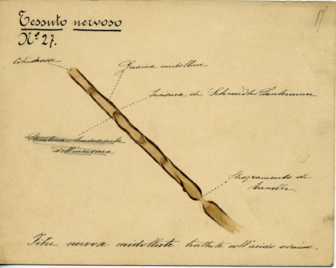 Sistema nervoso N° 27, Istologia (disegno) di Baroni, Pasquale (attribuito) - ambito torinese (XIX-XX)